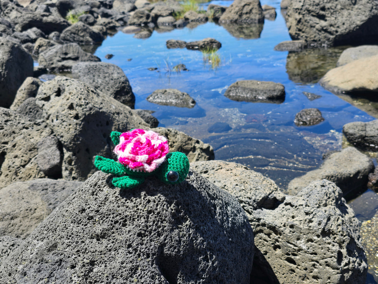 Small Turtle