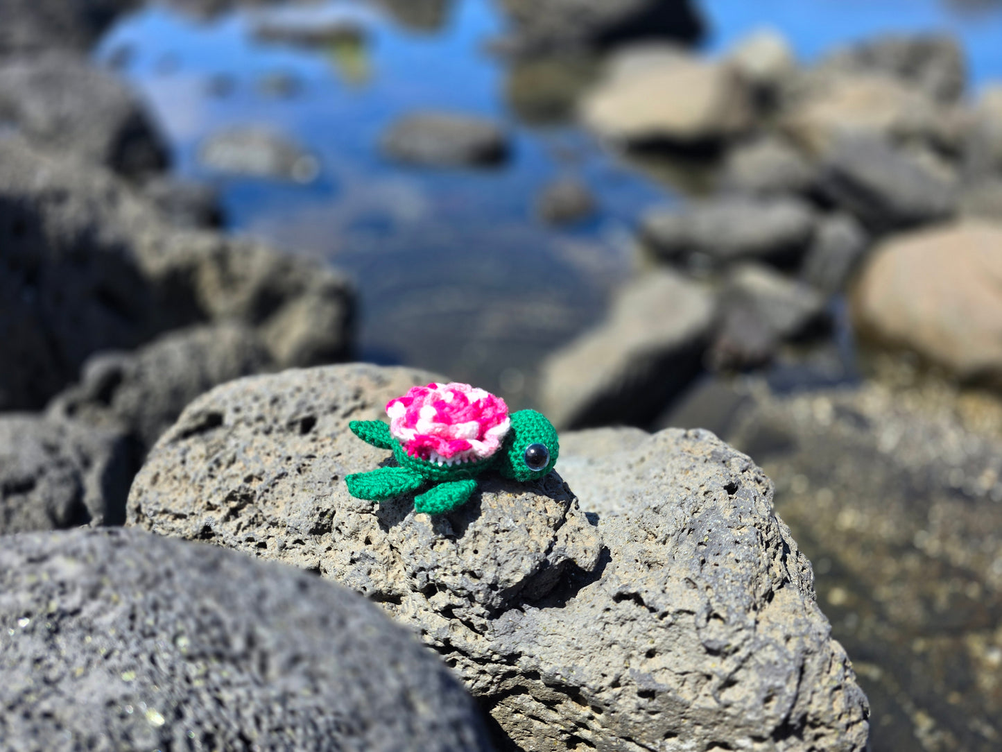 Small Turtle